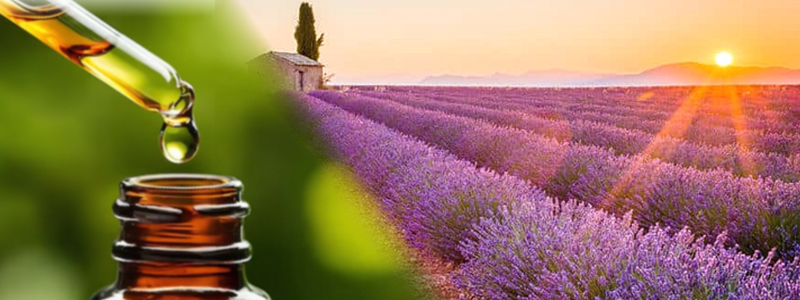 Αρωματική Παιδεία